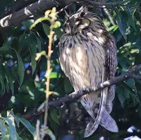 [Shiina] Noraneko Shoujo to no Kurashikata Ch. 4-11 [Chinese] [虎斑木菟漢化] [Digital]