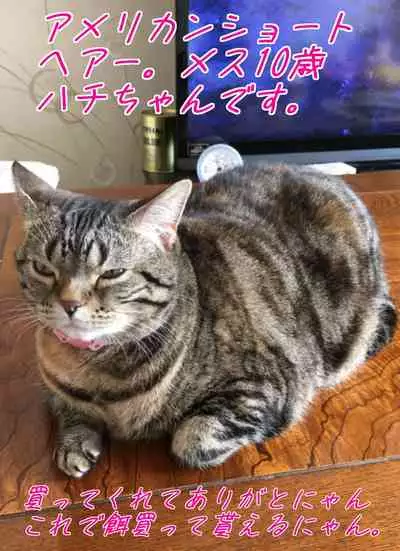 [Circle Kotatubuton] Shoujo wa Otonatachi no Nagusa ni Naru