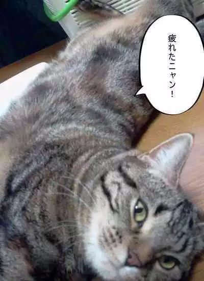 Ki ga Yowai Teishu no Joushi ni Netorareta Hitozuma