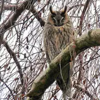 [Shiina] Noraneko Shoujo to no Kurashikata Ch. 4-11 [Chinese] [虎斑木菟漢化] [Digital]